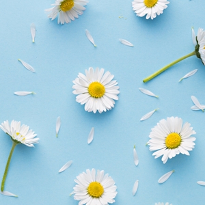 Show details for Daisy