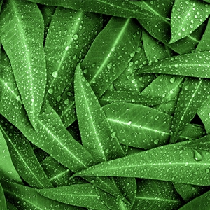 Show details for Eucalyptus Leaves