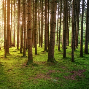 Show details for Forest