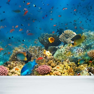 Show details for Coral Reef