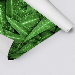 Show details for Eucalyptus Leaves
