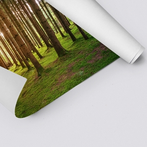 Show details for Forest
