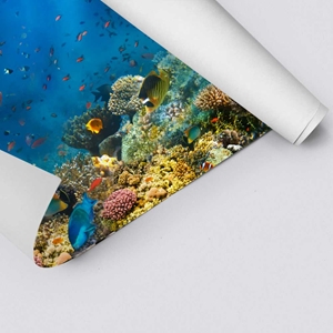 Show details for Coral Reef